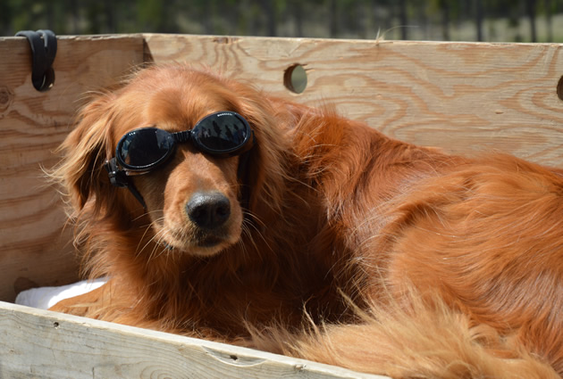 A Golden Retriever dog with doggy goggles on. 